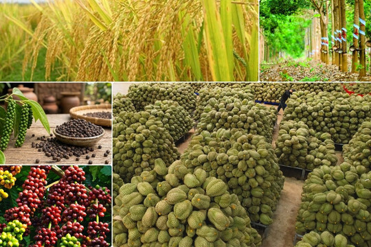Thị trường nông sản 14/10: Gạo nhích giá, sầu riêng phân hóa theo vùng trồng