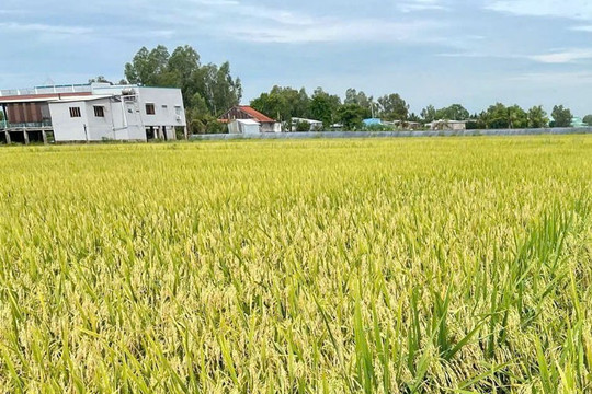 Lúa phát thải thấp giúp lợi nhuận của nông dân miền Tây tăng hơn 56%