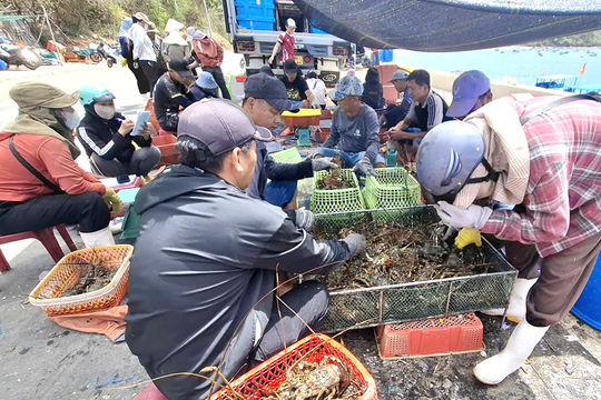 'Cấp cứu' thủ phủ tôm hùm mùa mưa bão