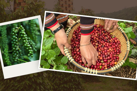 Giá cà phê và hồ tiêu nội địa đồng loạt đi xuống