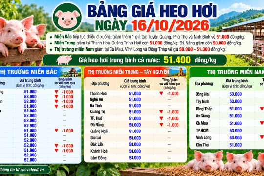 Giá heo hơi hôm nay tiếp tục giảm tại nhiều địa phương