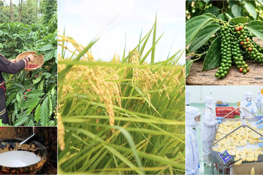Thị trường nông sản 16/10: Cà phê thế giới lao dốc, cao su xuất khẩu lập đỉnh gần 13 năm