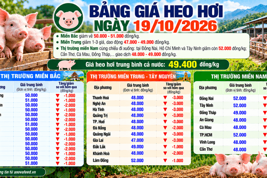 Giá heo hơi cả nước giảm mạnh đầu tuần