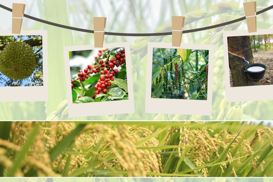 Thị trường nông sản 19/10: Cà phê giữ mốc 93.000 đồng/kg chờ sóng ngoại, giao dịch lúa gạo đầu tuần trầm lắng