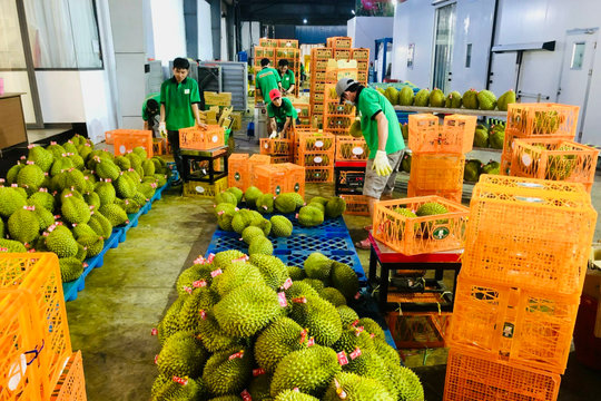 Doanh nghiệp rau quả tất bật chạy đơn hàng cuối năm