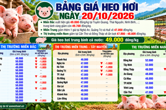 Giá heo hơi tiếp tục giảm, có nơi còn 47.000 đồng/kg