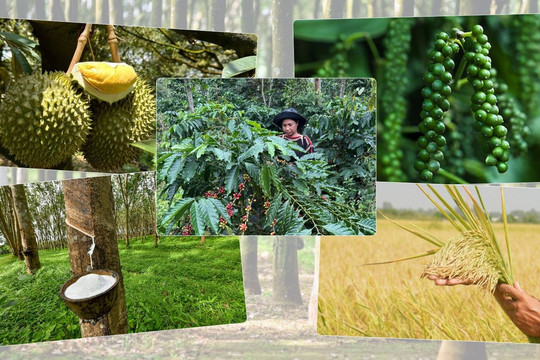 Thị trường nông sản 20/10: Cà phê bật tăng vì nỗi lo El Niño, lúa gạo và cao su phân hóa