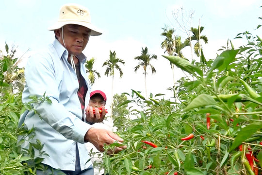 Xuất khẩu ớt Việt Nam tăng 115%: Cơ hội nào từ biến động thị trường thế giới?