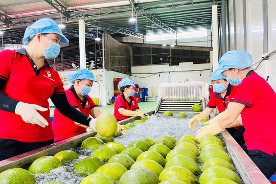 Vĩnh Long thúc đẩy bảo hộ thương hiệu sản phẩm địa phương