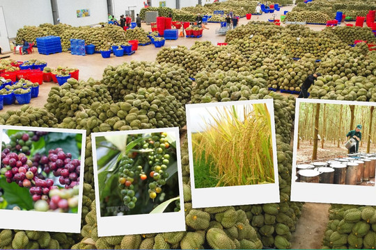 Thị trường nông sản 22/10: Cà phê và lúa gạo biến động, sầu riêng phân hóa