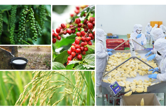 Thị trường nông sản 24/10: Cà phê giảm phiên thứ ba liên tiếp, cao su thế giới khởi sắc