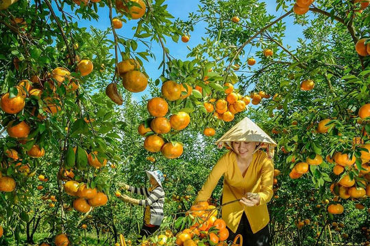 Lai Vung, 'báu vật' sau mùa quýt hồng, nem chua