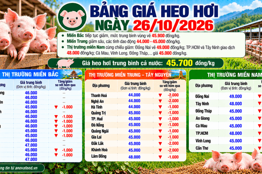 Giá heo hơi đầu tuần trung bình còn 45.700 đồng/kg