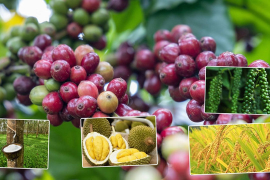 Thị trường nông sản 26/10: Cà phê nội địa rơi khỏi mốc 90.000 đồng, hồ tiêu và lúa gạo giữ nhịp bình ổn