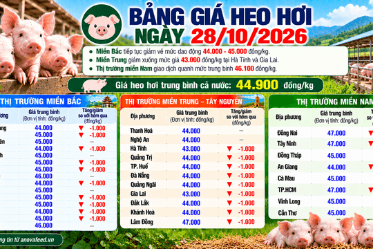 Giá heo hơi tiếp tục giảm trên diện rộng