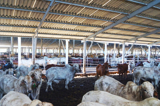 Chuyên gia THACO AGRI nói về cơ hội từ bò thịt