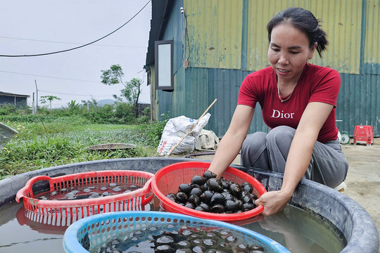 Ruộng hoang thành vùng nuôi ốc tiền tỷ ở Nghệ An