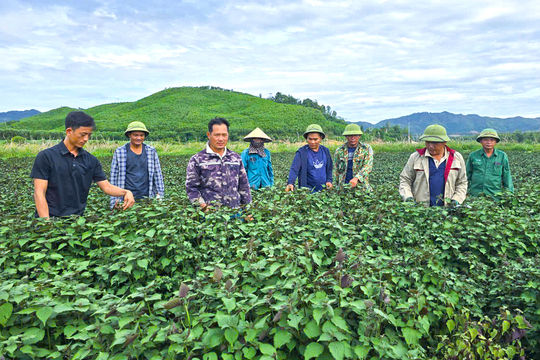 Ruộng kém hiệu quả hóa 'mỏ vàng' trong cơn lột xác