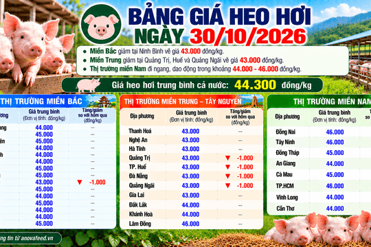 Giá heo hơi hôm nay dao động 43.000-46.000 đồng/kg, miền Nam đi ngang