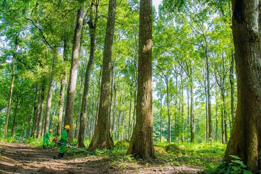 Hàng triệu tấn Carbon Tây Nguyên: Từ áp lực môi trường thành 'mỏ vàng' sinh kế