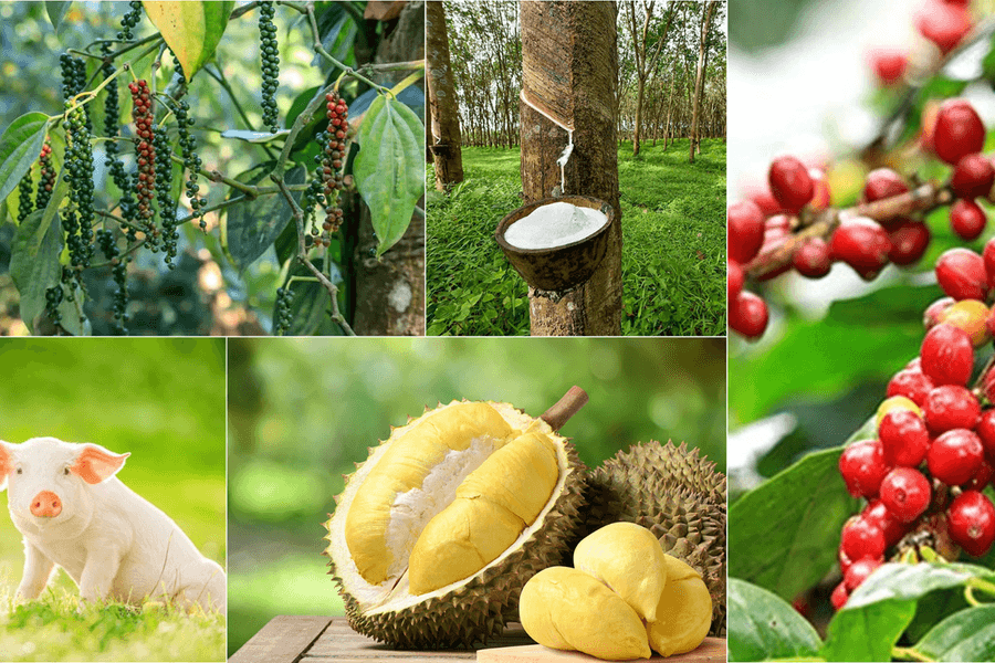 Thị trường mùng 4 Tết: Cà phê, sầu riêng đón sóng tăng, heo hơi ba miền bình ổn