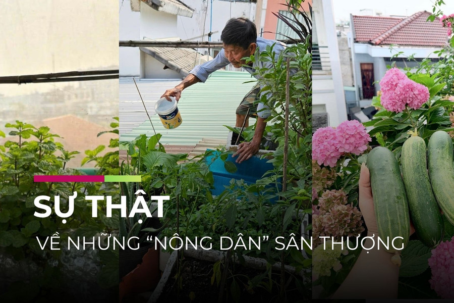 Video | Bài 1: Trồng rau sân thượng: Cuộc chơi... tốn kém