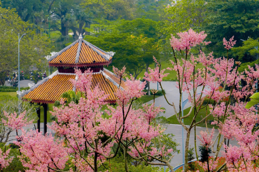 Ngô đồng khoe sắc nơi hoàng cung Huế