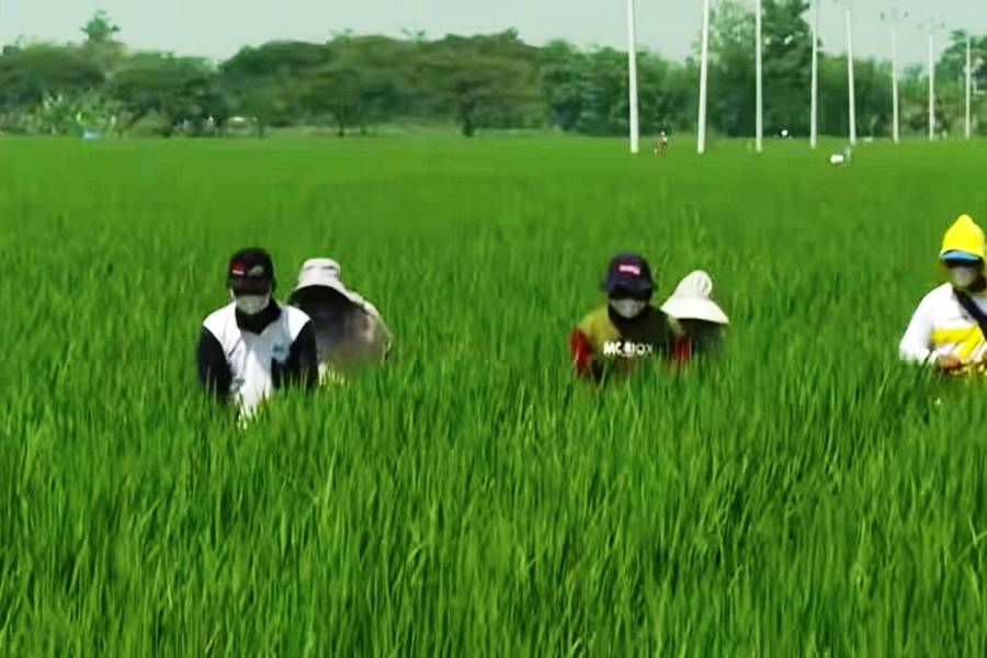 Indonesia: Công thức trồng lúa mới giảm một nửa khí mê-tan?