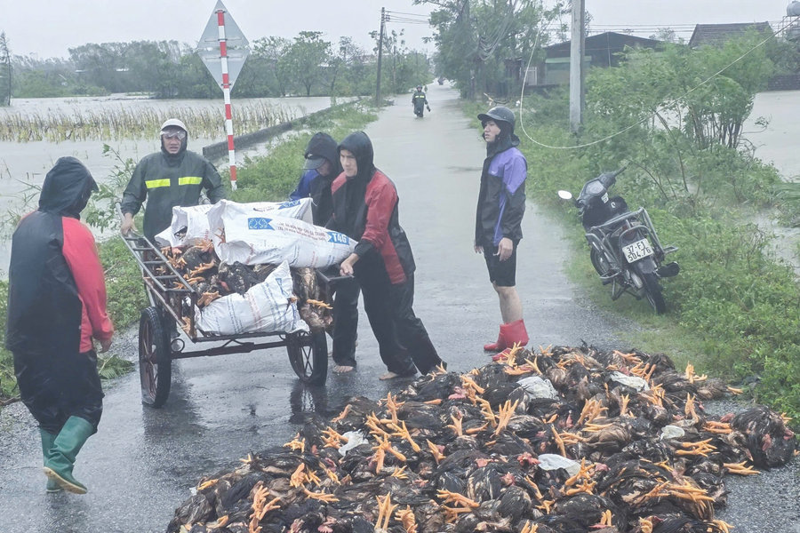 Mưa bão vào mùa - bài toán bảo hiểm nông nghiệp, sao giải không ra?