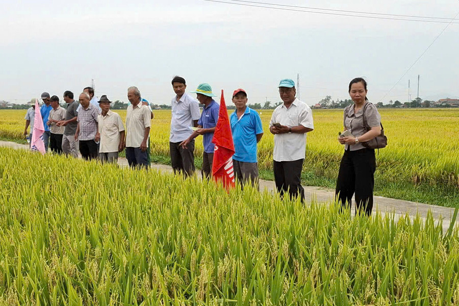 Lúa hột dài cho gạo thơm ngon, sao nông dân không trồng để bán?