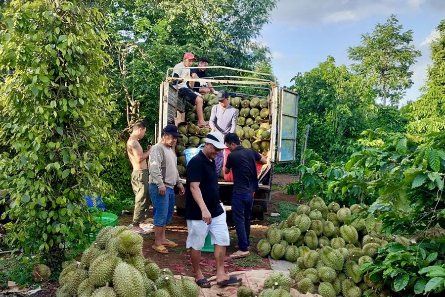 Bao giờ tiêu chuẩn quốc gia về sầu riêng... bước xuống vườn?