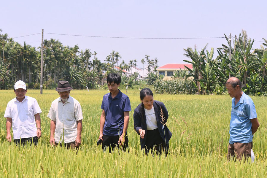 Hạt gạo xanh trong lòng di sản Hội An