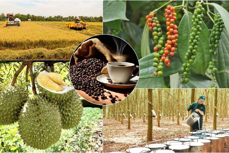 Thị trường nông sản 6/9: Cà phê bật tăng trở lại, cao su thế giới khởi sắc