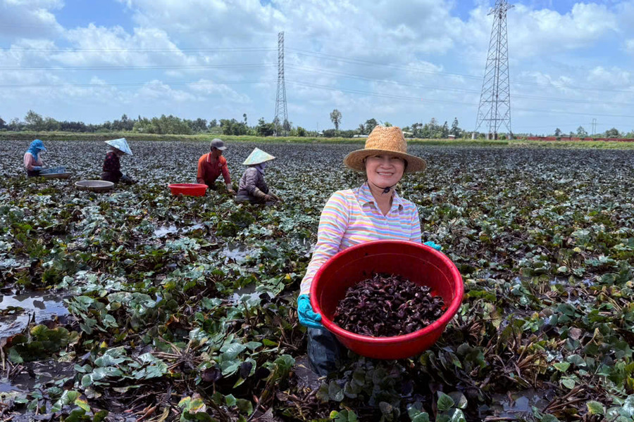 Nông dân Lấp Vò thu lợi 'kép' từ luân canh lúa - ấu