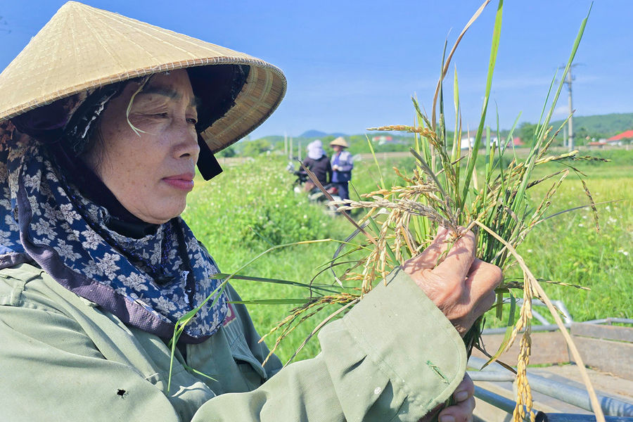 Mất mùa nặng, nông dân bỏ mặc lúa chín ngoài ruộng