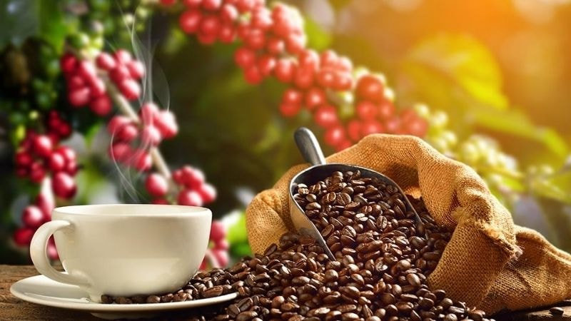 Thị trường cà phê 12/9: Trong nước tăng nhẹ, thế giới chịu áp lực dư cung