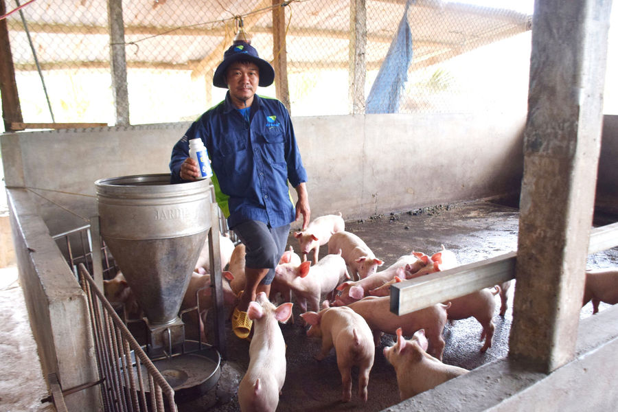 Hiệu quả từ ứng dụng công nghệ sinh thái tuần hoàn trong chăn nuôi heo tại Gia Lai