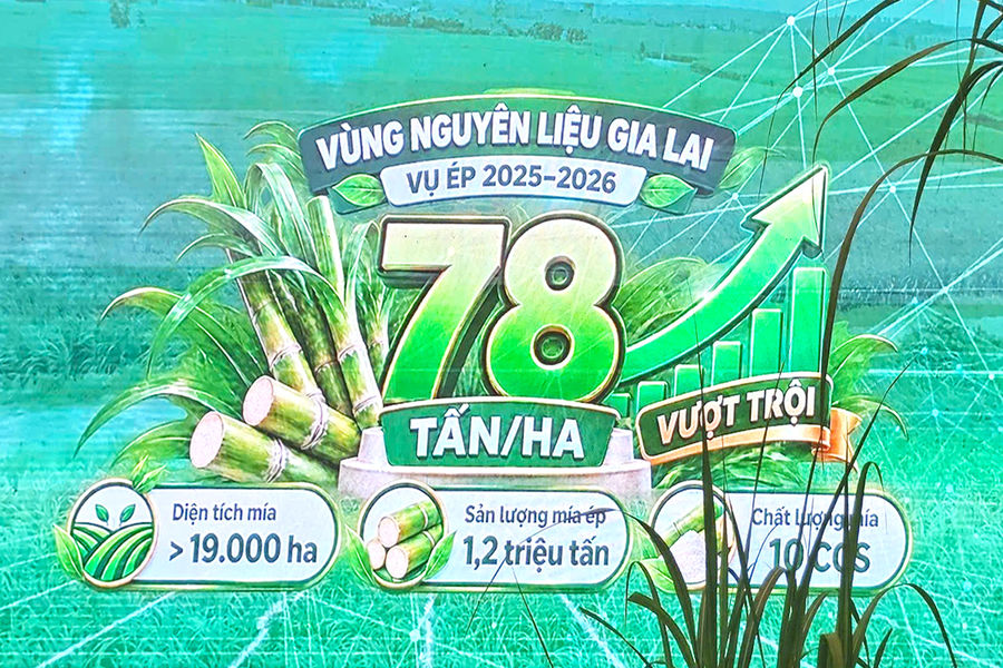 Thắng lớn trên đồng mía Gia Lai: Chuyện của ‘ba nhà’
